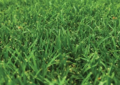 Tiftuf Bermuda Grass Sydney Lawn And Turf Supplies