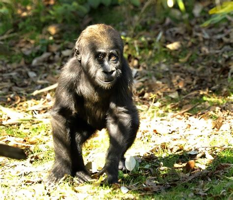First Birthday For A Special Gorilla At Disneys Animal Kingdom
