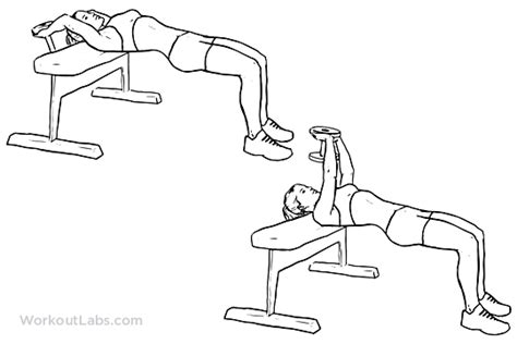 Dumbbell Pullover Illustrated Exercise Guide Workoutlabs