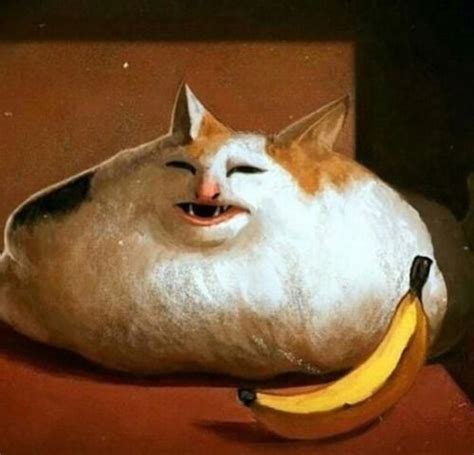 image result  cat   banana cats cat memes funny cat memes