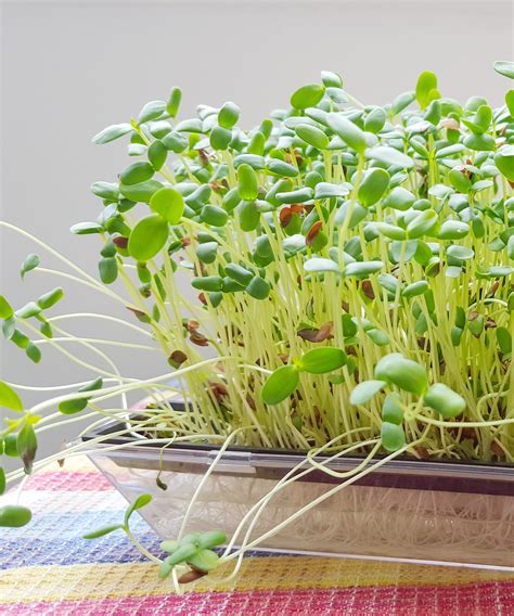 Why Broccoli Sprouts Might Actually Be A Superfood Broccoli Sprouts