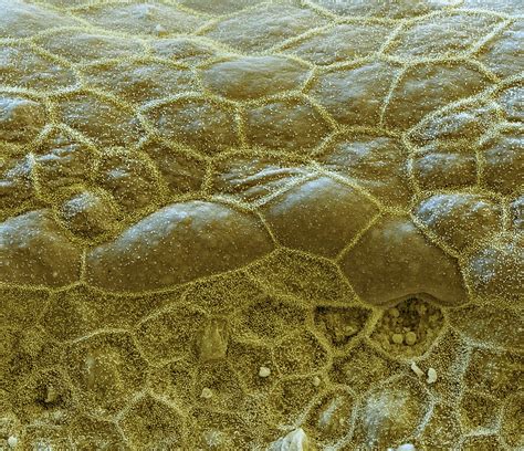 Cochlea Inner Sulcus Sem Photograph By Oliver Meckes Eye Of Science
