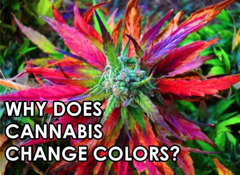 Why Cannabis Comes In Different Colors