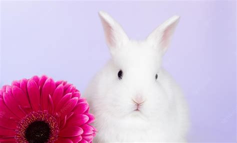 Download Free 100 Cute Baby Rabbits Wallpapers