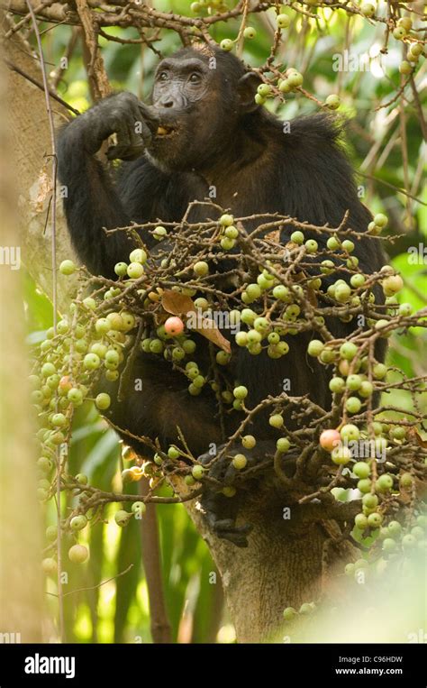 Africa Tanzania Mahale Chimpanzee Eating In Fruit In Tree Stock