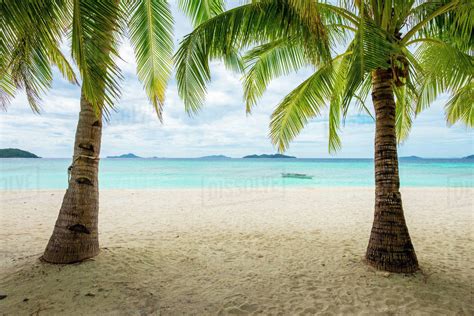 Palm Trees And Blue Water On The White Sand Beach Of Malcapuya Island