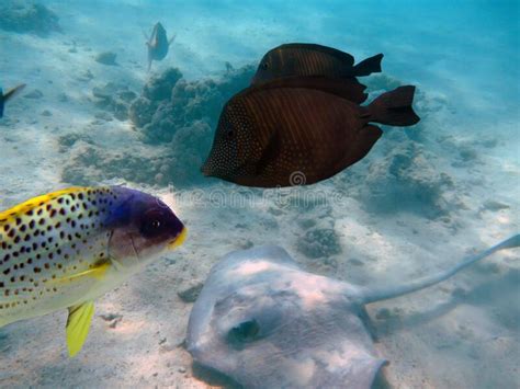 Underwater Scene With Coral Reef And Exotic Fishes Stock Photo Image