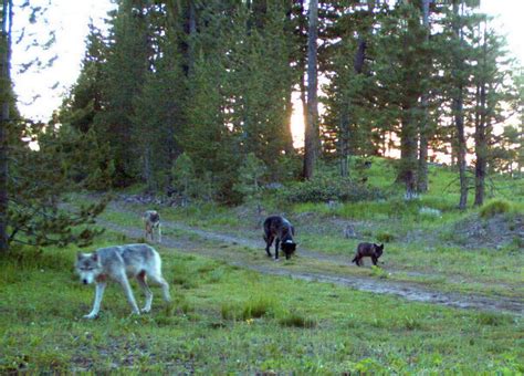 Or 7 Oregons Wandering Wolf Captures Imagination Of Worldwide