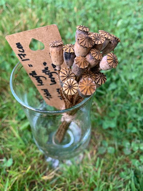 20 Small Dried Field Poppy Seed Heads Total Length Including Etsy