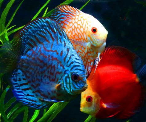 Top 10 Most Beautiful Colorful Fish Types Discus Fish Tropical Fish