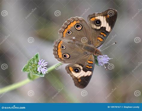 Common Buckeye Butterfly Stock Image Image Of Insect 10978167