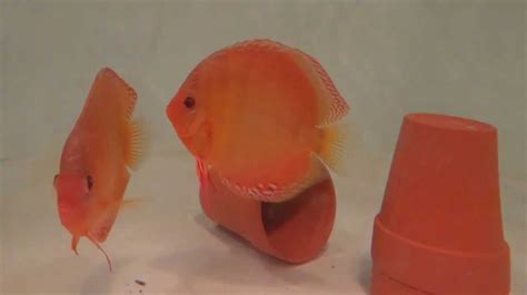 Discus Mating Youtube