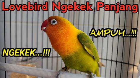 Cara Melatih Burung Lovebird Ngekek Panjang Lovebird Fighter Ngetik