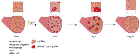 Regeneration Of Skeletal Muscle Time Course Of Changes In Cellular