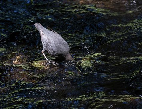 American Dipper Photograph By Willie Hall Fine Art America