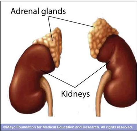 Pictures Of Adrenal Glandshealthiack