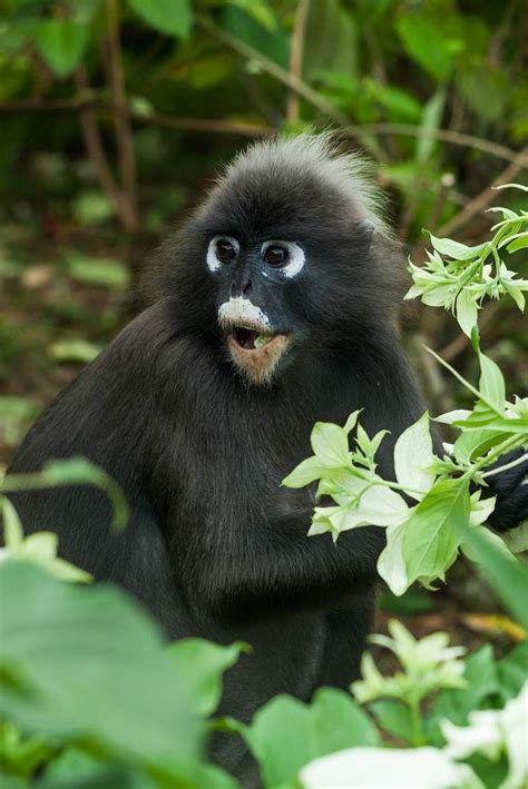 The Spectacled Langur Also Known As The Dusky Leaf Monkey Penang