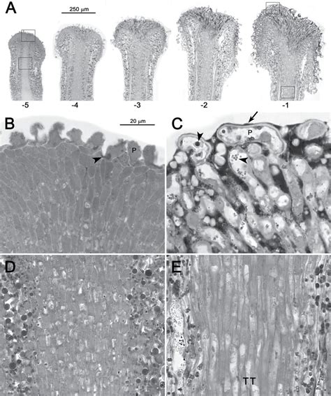 Stigmastyle Development In S Pennellii A Longitudinal Sections Of