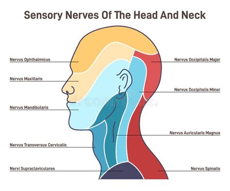 Nerven Der Sinnesorgane Von Kopf Und Hals Neuronale Abdeckung Des