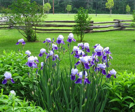 Love Iris Purple Garden Beautiful Flowers Iris Garden