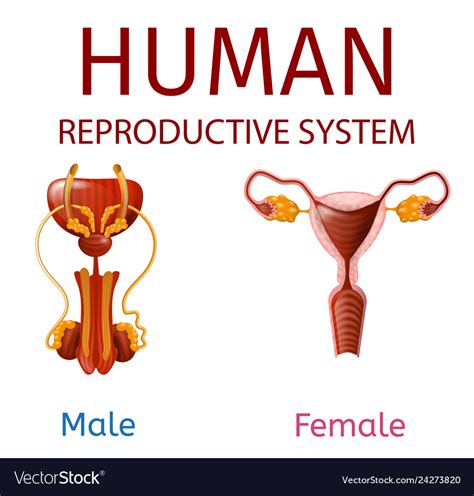 Human Reproductive System Male And Female Genitals Human Reproductive SexiezPicz Web Porn