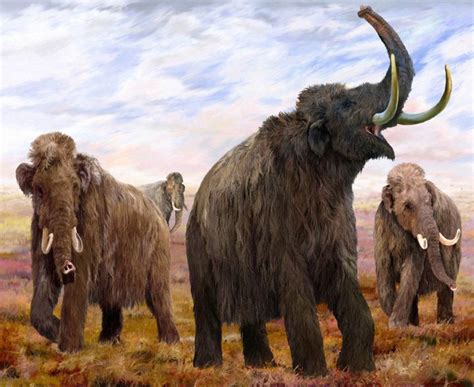 Mammoths And Mastadons The Field Museums New Exhibit Brings 42000 Year Old Woolly Mammoth To