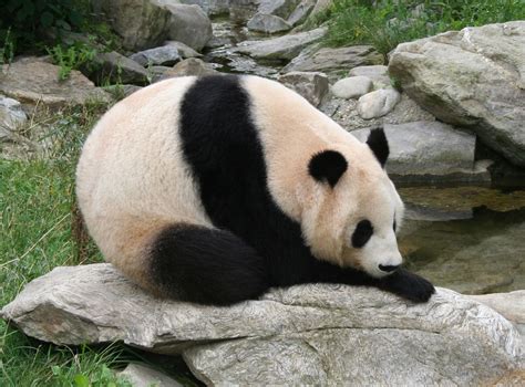 Animals Pictures Giant Panda
