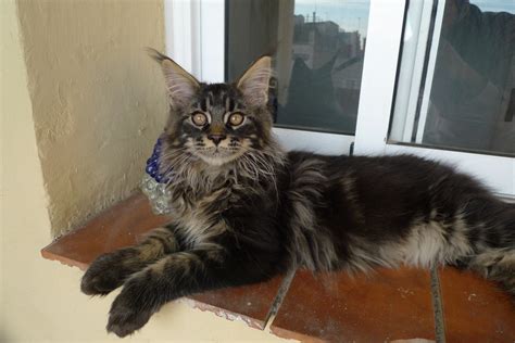 14 Reasons Maine Coons Are The Cutest Cats In The Whole World