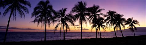 Fonds Décran Magnifique Coucher De Soleil Silhouette Palmiers Maui