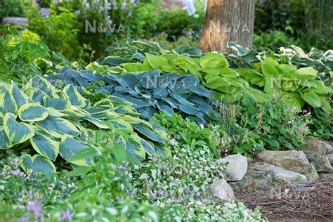 Shade Garden With Hosta Geranium And Lamium