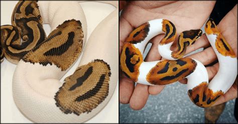 Meet This Rare Python With A Jack O Lantern Patch On Its Skin