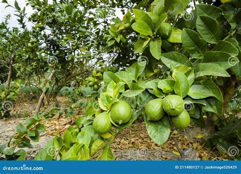 A Lot Of Lemon Trees In The Orchard Stock Image Image Of Frame Diet