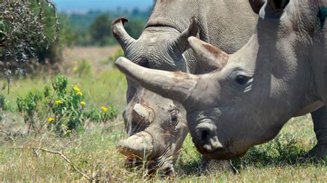 Nearly Extinct White Rhino Might Live On Thanks To Ivf Embryos Mashable