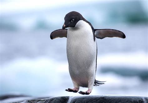 National Penguin Day 2025 January 20 2025 Year In Days