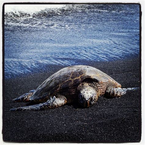 Frequent Encounters With Green Sea Turtles During Volcano Tour From
