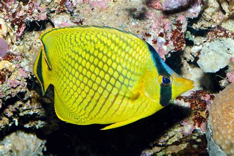 Chaetodon Rafflesii Monaco Nature Encyclopedia