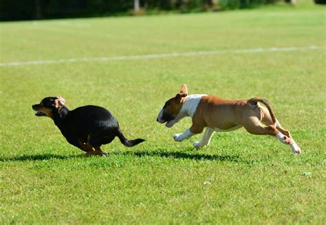 Dogs Chasing Each Other
