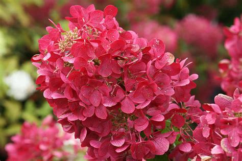 Little ruby rue (born december 15), also known as momo, is a dutch animator and artist who's known for making animation memes, particularly the boba date meme. Time to prune (most of) your hydrangeas - Winnipeg Free ...