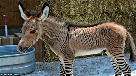 Meet Ippo A Charming Zonkey Who Is Half Zebra Half Donkey Video