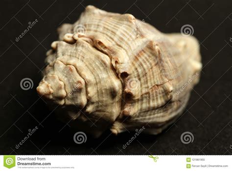 Decorative Shells Of Sea Creatures Stock Photo Image Of
