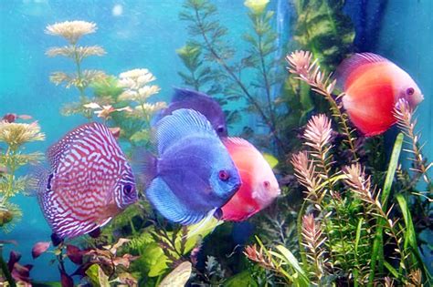Ikan Hias Jenis Gambar Dan Budidaya Ikan Hias Air Tawar Laut Aquarium