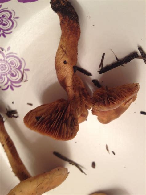 Need Help Identifying Florida Shrooms Mushroom Hunting And