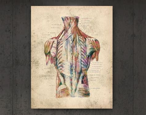 Human Muscular System Anatomy Vintage Poster Torso Muscles Etsy