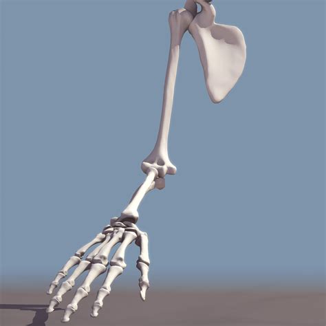 Arm Bones Labeled 3d Model Bones Human Arm Anatomy Arm Bones Arm