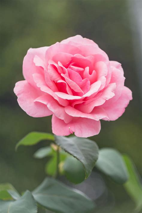 Pink Rose · Free Stock Photo