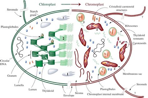 The Chromoplast Is A Pigment In Cells It Is Like Chlorop