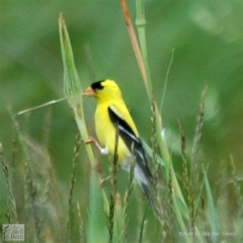 Wild Bird Identification By Color Online Bird Guide Jays Bird Barn