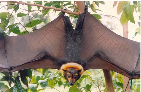 Flying foxes have a wingspan of 5 feet (1.5 meters) and their bodies are 11 to 13 in (27 to. Largest Bat in the World - in the Philippines! - Wow Amazing