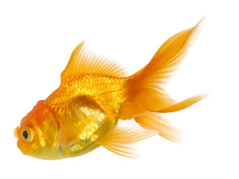 خلفيات سمكة ذهبية احلى صور للسمكة الذهبية 2023 Goldfish Wallpapers