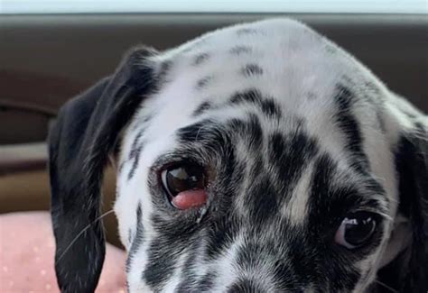 At What Age Do Dogs Get Cherry Eye Causes And Treatment Options